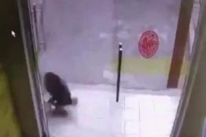 Exces de zel la vânătoare: Un câine a spart o uşă de sticlă încercând să prindă o pisică (VIDEO)