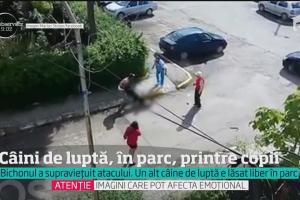 Scene șocante la Târgoviște. Un câine de luptă SFÂȘIE un bichon, pe stradă. Un alt pitbull, filmat în parc, printre copii!
