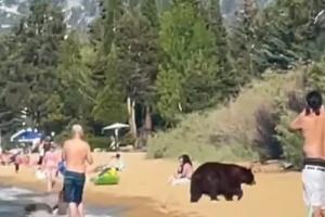 O familie de urși și-a făcut apariția, printre turiști, pe o plajă din SUA. Animalele s-au răcorit, apoi s-au întors în pădure
