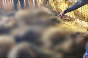 O haită de șacali a făcut prăpăd într-o fermă de oi din Dolj. Zeci de animale au fost omorâte