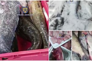 Peste 1.000 de kilograme de peşte confiscate înainte de Duminica Floriilor. Ce nereguli au găsit inspectorii de la Protecţia Consumatorilor