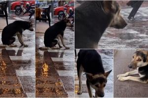 Imagine sfâşietoare: Un câine trist stă în faţa unui magazin în aşteptarea omului drag, în Malaezia. Povestea care a făcut înconjurul internetului