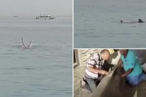 A fost prins rechinul care a mâncat un rus de viu, în Egipt. Resturile tânărului, găsite în stomac. Fiara va fi mumificată