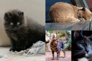 Ziua Internaţională a Pisicilor: Cel mai popular animal de companie se găseşte în jumătate din gospodăriile românilor