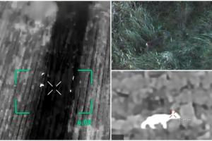 Ursul care a băgat spaima-n localnicii din Sânmartin, căutat de autorităţi cu drone. Ce au descoperit în timpul nopţii