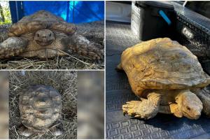 O broască ţestoasă care dispăruse în 2020, găsită de stăpân pe o stradă din Florida. În trei ani, animalul parcursese doar opt km