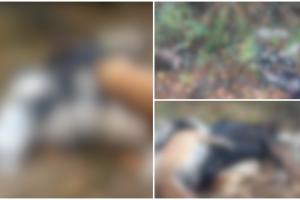 Peste 20 de câini găsiţi morţi într-o pădure din Gorj. Un bărbat oferă 1.000 de euro cui îi dă informaţii despre cine putea să ucidă animalele