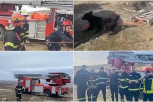Cățeluș salvat după trei ore de intervenție a pompierilor din Tulcea, după ce a căzut într-o groapă de 30 de metri. Animalul era acolo de 3 zile