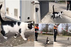 O pisică a furat spectacolul la Modrogan, în timp ce liderii PNL şi PSD urmează să valideze strategia comună pentru alegeri
