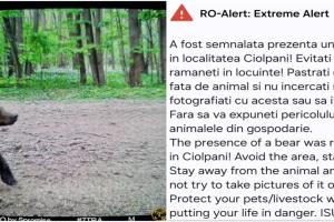 Alertă de urs în Ciolpani, Ilfov: localnicii au primit mesaj RO-Alert. Jandarmii au constatat că e vorba despre un pui