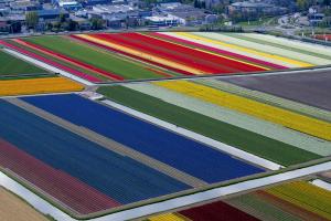 GALERIE FOTO spectaculoasă: Aşa arată câmpurile CU FLORI din Olanda