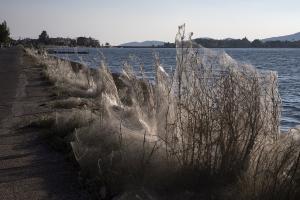 Fenomen bizar: o uriaşă pânză de păianjen a acoperit vegetaţia unui oraş din Grecia