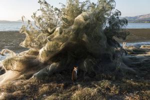 Fenomen bizar: o uriaşă pânză de păianjen a acoperit vegetaţia unui oraş din Grecia