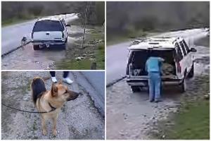 Disperarea unui ciobănesc german abandonat în mijlocul drumului. Câinele, filmat cum aleargă după maşina stăpânului, în Dallas