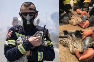 Poza cu pompierul român care a salvat o familie de iepuraşi, virală în toată lumea. Imagini de la operaţiunea de salvare
