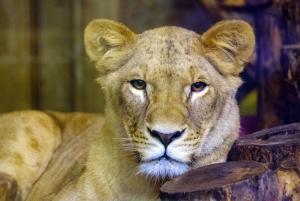 Doi lei, doi tigri, un jaguar şi un urs au evadat de la o grădină zoologică din Germania