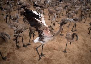 O lagună din Spania, folosită de păsările flamingo drept loc de reproducere, a secat