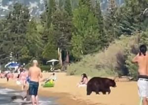 O familie de urși și-a făcut apariția, printre turiști, pe o plajă din SUA. Animalele s-au răcorit, apoi s-au întors în pădure