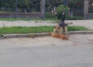 Fidelitate până la moarte şi dincolo de ea: Un câine a rămas zeci de minute nemişcat lângă prietenul său mort, după ce a fost lovit de o maşină în Curtea de Argeş