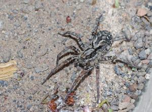 Păianjen uriaş dintr-o specie crezută dispărută, revăzut după 25 de ani. Unde se găseşte