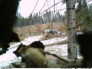 La furat de lemne cu BMW-ul! IMAGINI surprinse în pădurile din Muscel, acolo unde miercuri a fost prinsă o reţea de hoţi de lemne