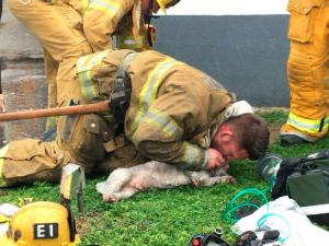 Momente EMOŢIONANTE în urma unui incendiu în SUA! Un pompier îi face respiraţie gură la gură unui căţel! Cazul aminteşte de eroul Mugurel Costcahe, românul care a ajuns la inimile tuturor