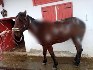 Un bărbat din Ilfov și-a înhămat calul la căruță și i-a dat foc. Animalul a scăpat cu viață și se află sub tratament