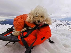 Zoe Alpinista, căţeluşa care a cucerit 37 de vârfuri montane. Stăpânul ei, Daniel, e mândru că o are drept partener de aventură: "Mulţi vor să facă poze cu ea"