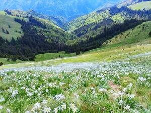 Au înflorit narcisele la munte! Colţul de Rai din inima ţării unde florile au transformat peisajul într-unul de basm
