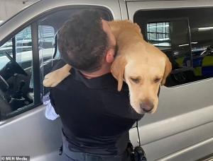 Golden Retriever, salvat după ce a fost lăsat să moară într-o maşină, timp de 3 zile în UK. Un poliţist a spart geamul pentru a elibera câinele neajutorat