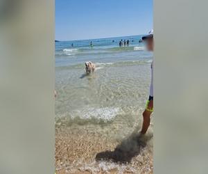 Femeie cu handicap, dată afară de pe o plajă din Vama Veche pentru că are un câine însoţitor. Ce a păţit când a mers în Grecia în concediu