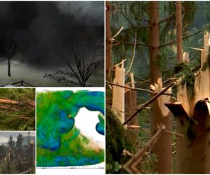 ANIMAŢIE. Scene apocaliptice într-o pădure din România, după ce a fost lovită de fenomenul Downburst