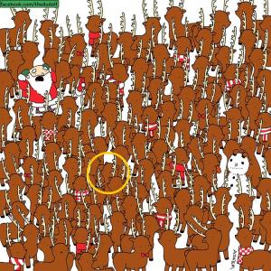 Test: poţi găsi ursul ascuns în această turmă de reni?