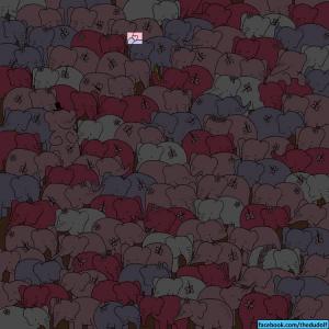 Test de Ziua Îndrăgostiţilor! Poţi găsi inima ascunsă în această turmă de elefanţi?