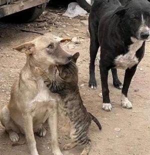 Sfâșietor: Un câine trist surprins stând pe o movilă de dărâmături, unde cândva a avut o casă și un om al lui. Mai jos, salvatorii încă mai caută supraviețuitori