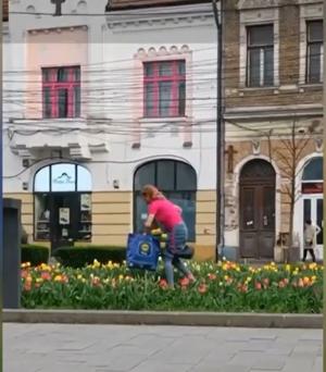 "Uitaţi aici, cultivatorii de lalele din Cluj". Femeie surprinsă la furat lalele chiar din centrul oraşului. Şi-a umplut fără jenă două sacoşe de rafie