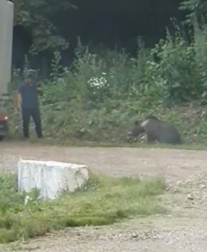Inconştienţă maximă: Un turist s-a apropiat cu telefonul de un urs aflat pe marginea drumului, în Covasna