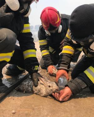 Poza cu pompierul român care a salvat o familie de iepuraşi, virală în toată lumea. Imagini de la operaţiunea de salvare