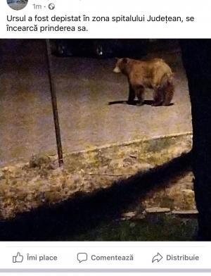 Locuitorii din Ploieşti, avertizaţi prin RO-Alert să rămână în case. Autorităţile sunt pe urmele unui urs, care hoinăreşte pe străzile oraşului
