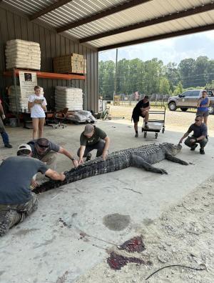"Monstrul" din Mississippi, capturat de vânători. Aligatorul cântăreşte aproape 400 de kg