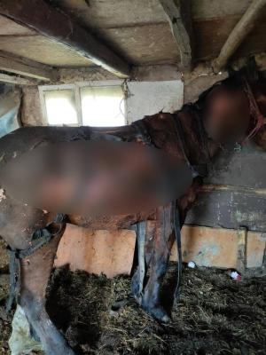 Un bărbat din Ilfov și-a înhămat calul la căruță și i-a dat foc. Animalul a scăpat cu viață și se află sub tratament