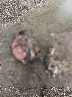 Cadavrul găsit în râul Mureș în urmă cu două luni este al Mariei, fetița de aproape șapte ani înghițită de ape alături de fratele și tatăl său de 1 Mai