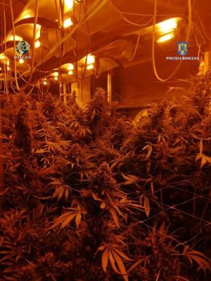 Bărbat care cultiva cannabis în două hale din Bucureşti, reţinut de poliţie. A fost prins de procurorii DIICOT cu 61 de kg de droguri şi 131 de plante