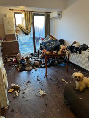 Mai mulţi câini şi o pisică, găsiţi în condiţii de groaznice, într-un apartament din Ilfov. Mirosul insuportabil şi gălăgia au alertat vecinii