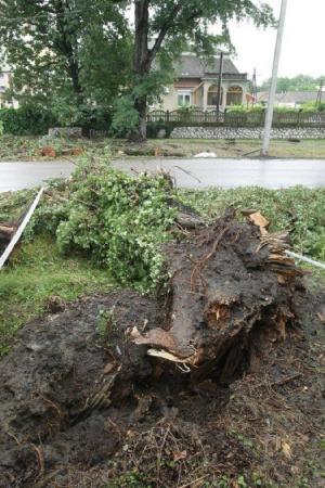 Familie decimată de o furtună în Ungaria! Tatăl, două fiice și o nepoată au murit pe loc după ce un copac uriaș a căzut peste mașina lor. Nepoata avea 6 luni
