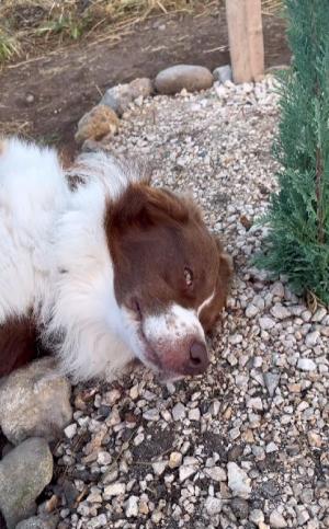 Lacrimi de câine: Un ciobănesc australian refuză să plece de la mormântul prietenei sale de joacă, moartă de mai bine de o săptămână. O așteaptă cuminte să se întoarcă