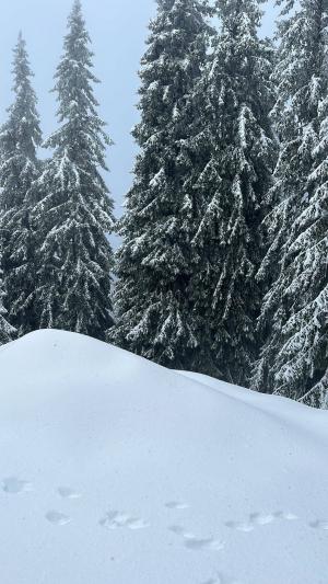 Zăpadă de jumătate de metru la munte. Mai mulți turiști au rămas blocați în stațiunea Padiș din Apuseni, după ninsorile puternice 