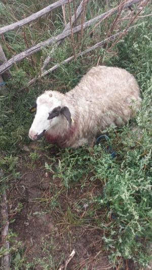 Atac sângeros al şacalilor, la o stână din Dolj. Zeci de capre şi oi au murit sfâşiate de colţii fiarelor