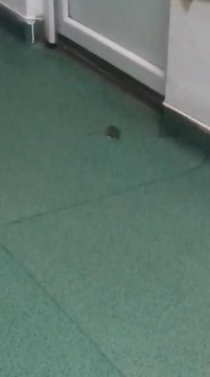 Spital invadat de şoareci, la Craiova! Animalele umbă nestingherite prin saloane, la câţiva metri de copiii bolnavi (Video)