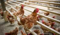 Amenda primită de o maramureşeancă după ce găinile sale au scăpat din curte şi au murdărit pavajul vecinei